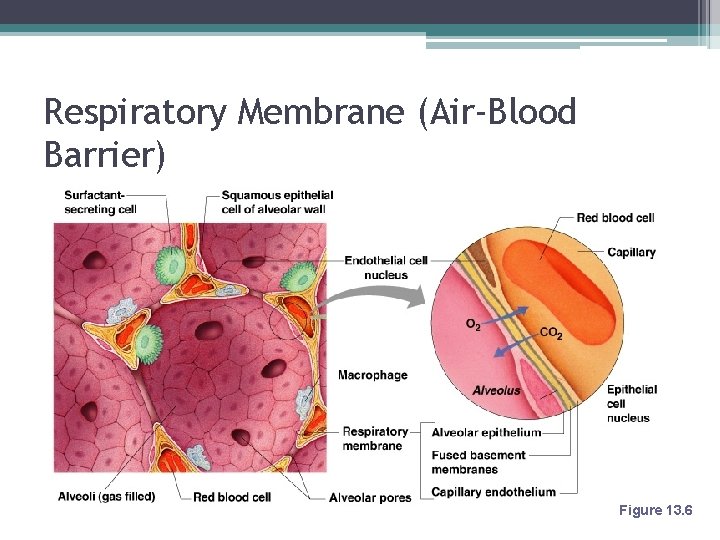 Respiratory Membrane (Air-Blood Barrier) Figure 13. 6 