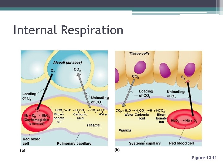 Internal Respiration Figure 13. 11 