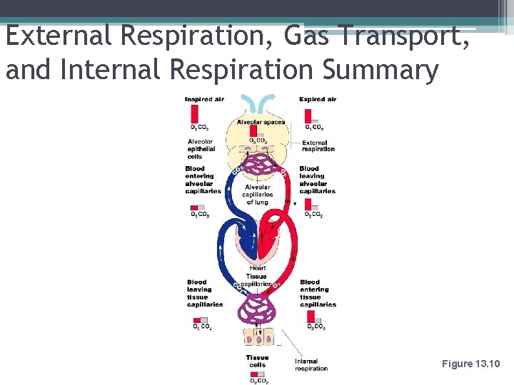 External Respiration, Gas Transport, and Internal Respiration Summary Figure 13. 10 