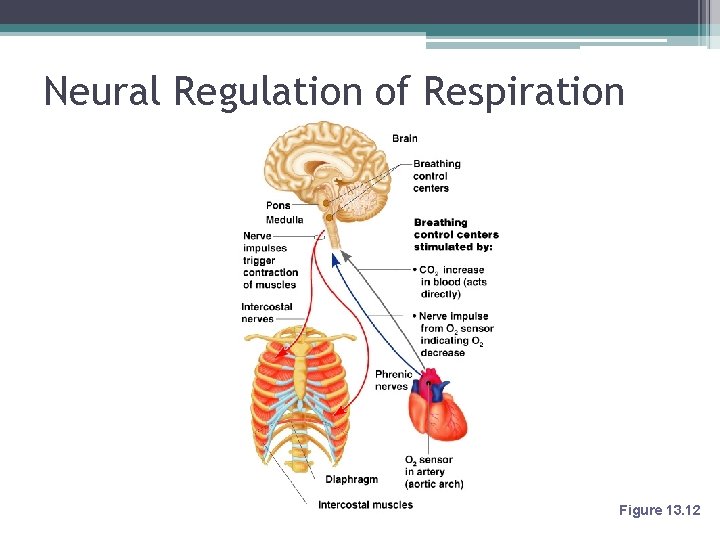 Neural Regulation of Respiration Figure 13. 12 