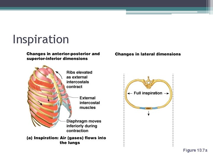 Inspiration Figure 13. 7 a 