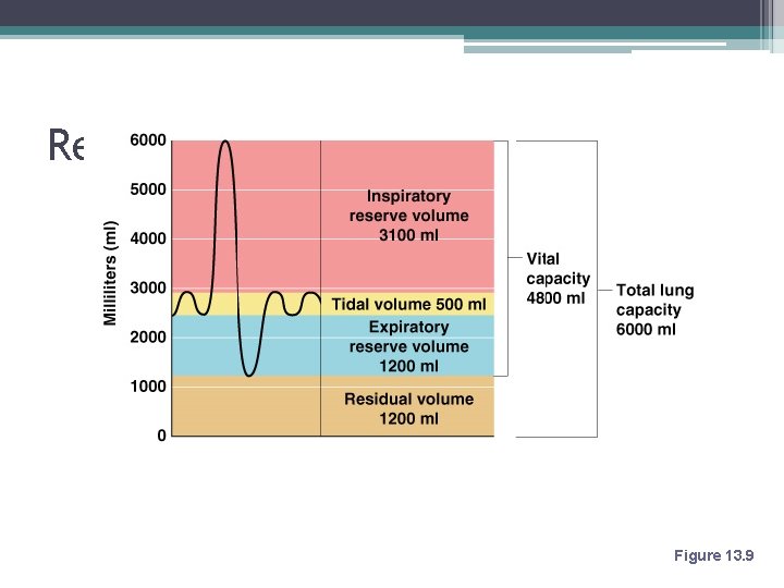 Respiratory Capacities Figure 13. 9 