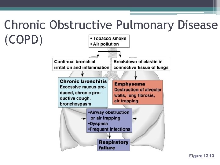 Chronic Obstructive Pulmonary Disease (COPD) Figure 13. 13 