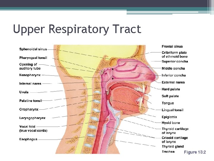 Upper Respiratory Tract Figure 13. 2 