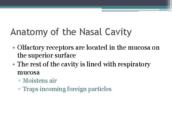 Anatomy of the Nasal Cavity • Olfactory receptors are located in the mucosa on