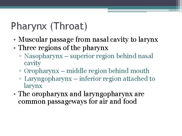 Pharynx (Throat) • Muscular passage from nasal cavity to larynx • Three regions of