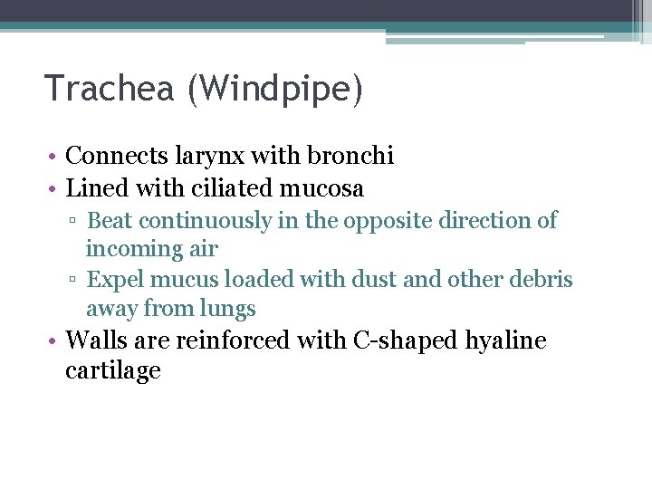 Trachea (Windpipe) • Connects larynx with bronchi • Lined with ciliated mucosa ▫ Beat