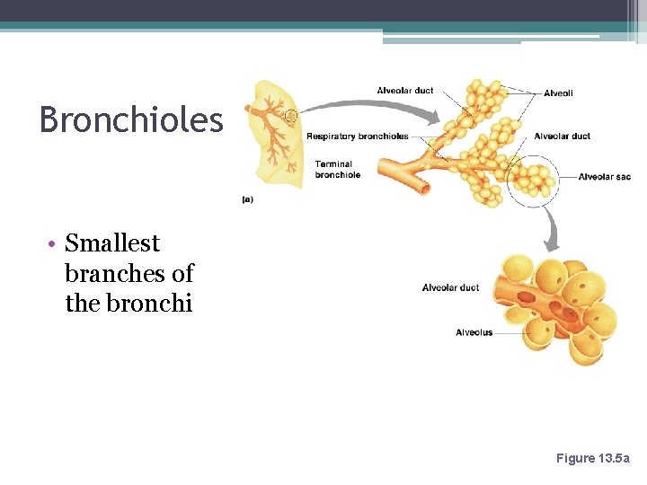 Bronchioles • Smallest branches of the bronchi Figure 13. 5 a 