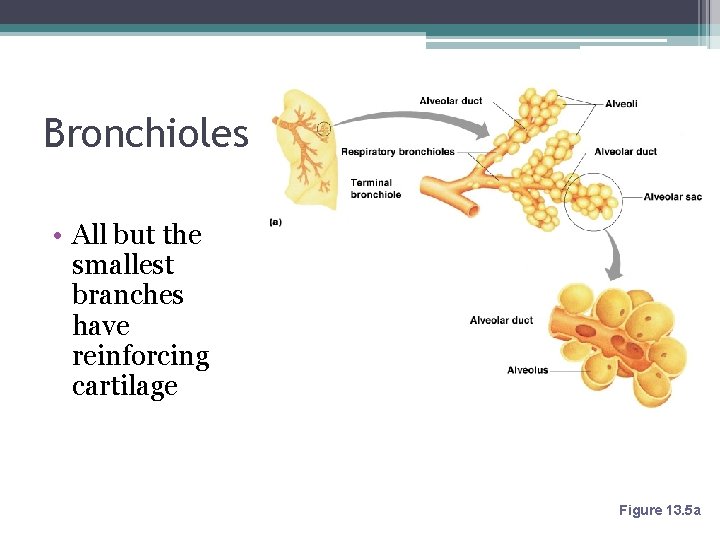 Bronchioles • All but the smallest branches have reinforcing cartilage Figure 13. 5 a