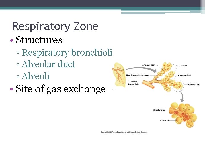 Respiratory Zone • Structures ▫ Respiratory bronchioli ▫ Alveolar duct ▫ Alveoli • Site