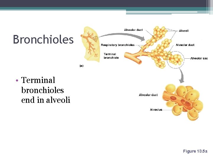 Bronchioles • Terminal bronchioles end in alveoli Figure 13. 5 a 