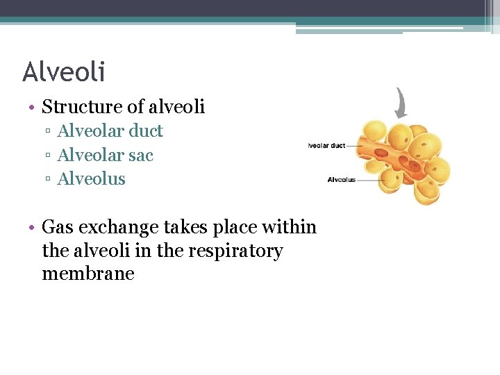 Alveoli • Structure of alveoli ▫ Alveolar duct ▫ Alveolar sac ▫ Alveolus •