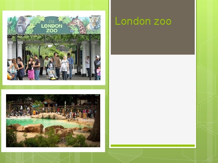London zoo London zoo