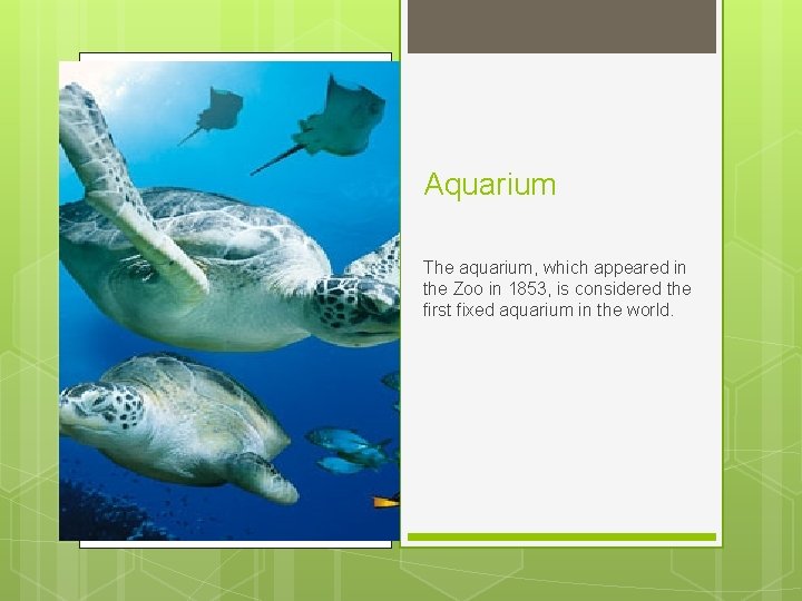 Aquarium The aquarium, which appeared in the Zoo in 1853, is considered the first Aquarium The aquarium, which appeared in the Zoo in 1853, is considered the first