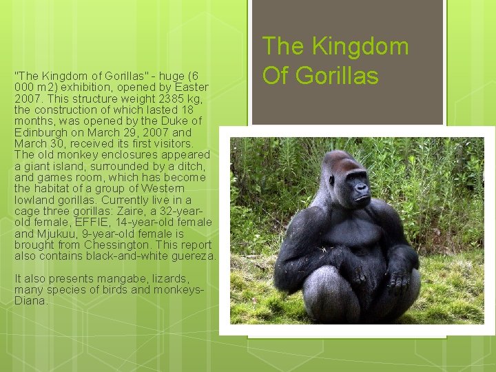 "The Kingdom of Gorillas" - huge (6 000 m 2) exhibition, opened by Easter "The Kingdom of Gorillas" - huge (6 000 m 2) exhibition, opened by Easter