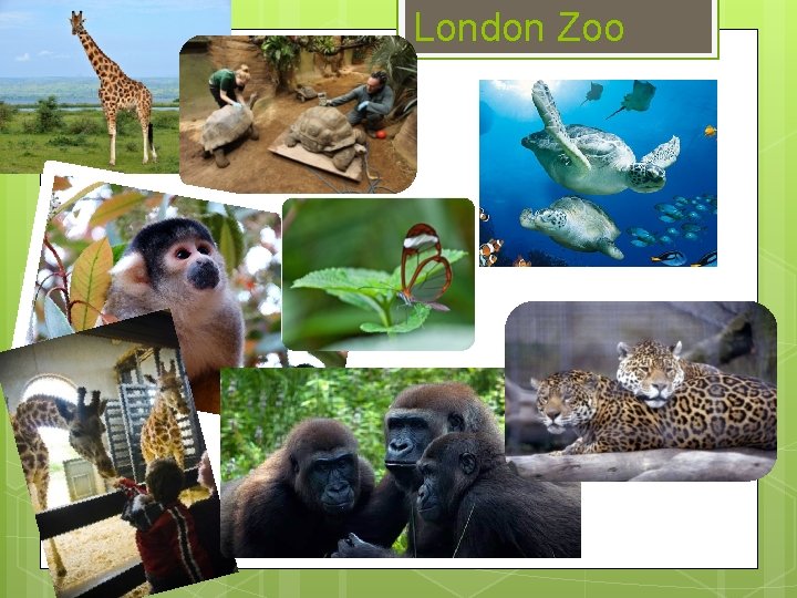 London Zoo London Zoo