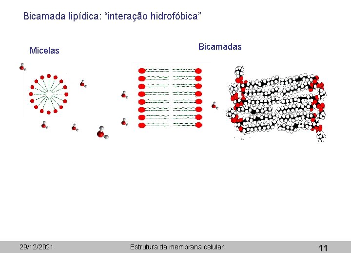 Bicamada lipídica: “interação hidrofóbica” Micelas 29/12/2021 Bicamadas Estrutura da membrana celular 11 