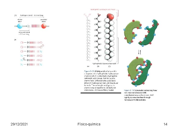 29/12/2021 Físico-química 14 
