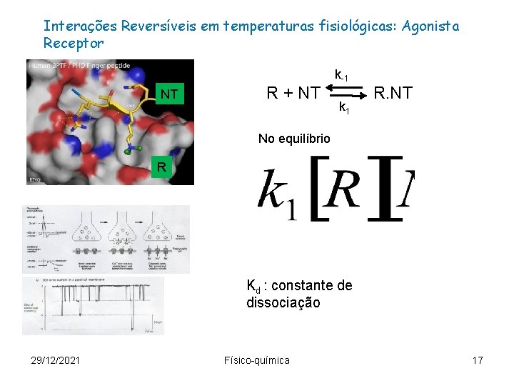 Interações Reversíveis em temperaturas fisiológicas: Agonista Receptor NT R + NT k-1 k 1