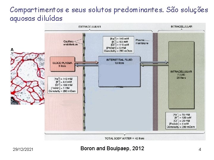 Compartimentos e seus solutos predominantes. São soluções aquosas diluídas 29/12/2021 Boron and Boulpaep, 2012