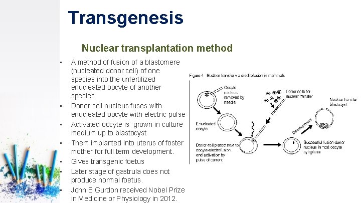 Transgenesis Nuclear transplantation method • • A method of fusion of a blastomere (nucleated