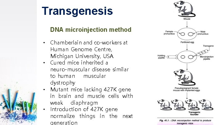 Transgenesis DNA microinjection method • Chamberlain and co-workers at Human Genome Centre, Michigan University,