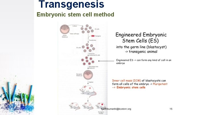 Transgenesis Embryonic stem cell method 