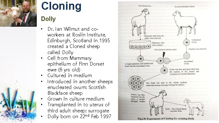 Cloning Dolly • • Dr. Ian Wilmut and coworkers at Roslin Institute, Edinburgh, Scotland