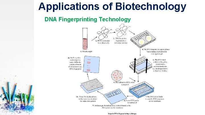 Applications of Biotechnology DNA Fingerprinting Technology 