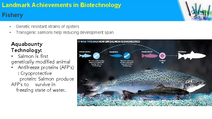 Landmark Achievements in Biotechnology Fishery • • Genetic resistant strains of oysters Transgenic salmons