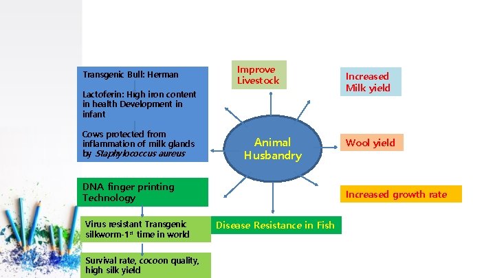 Transgenic Bull: Herman Improve Livestock Lactoferin: High iron content in health Development in infant