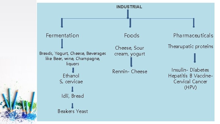 INDUSTRIAL Fermentation Breads, Yogurt, Cheese, Beverages like Beer, wine, Champagne, liquors Ethanol S. cervicae