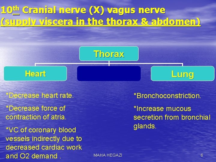 10 th Cranial nerve (X) vagus nerve (supply viscera in the thorax & abdomen)