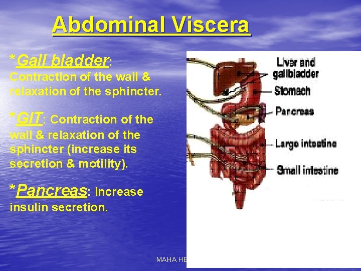 Abdominal Viscera *Gall bladder: Contraction of the wall & relaxation of the sphincter. *GIT: