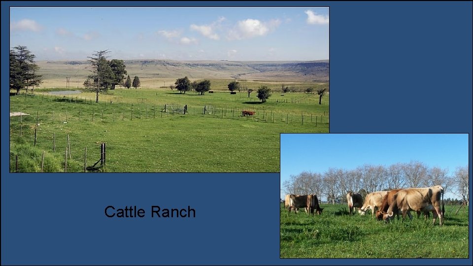 Cattle Ranch 