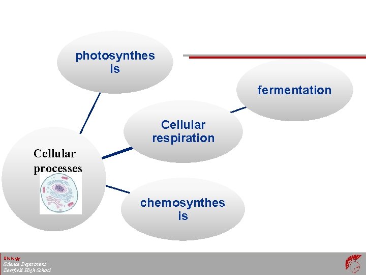 photosynthes is fermentation Cellular respiration Cellular processes chemosynthes is Biology Science Department Deerfield High