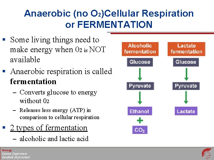 Anaerobic (no O 2)Cellular Respiration or FERMENTATION § Some living things need to make