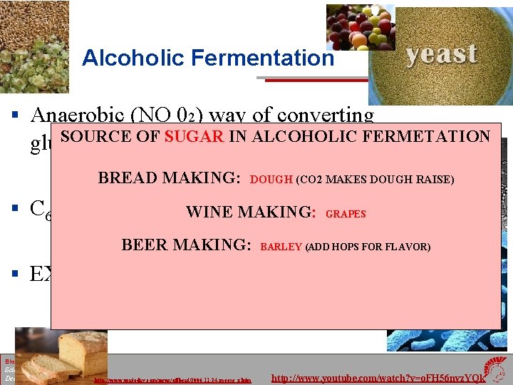 Alcoholic Fermentation § Anaerobic (NO 02) way of converting SOURCE SUGAR IN ALCOHOLIC FERMETATION