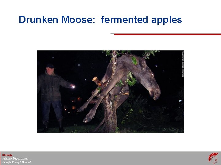Drunken Moose: fermented apples Biology Science Department Deerfield High School 