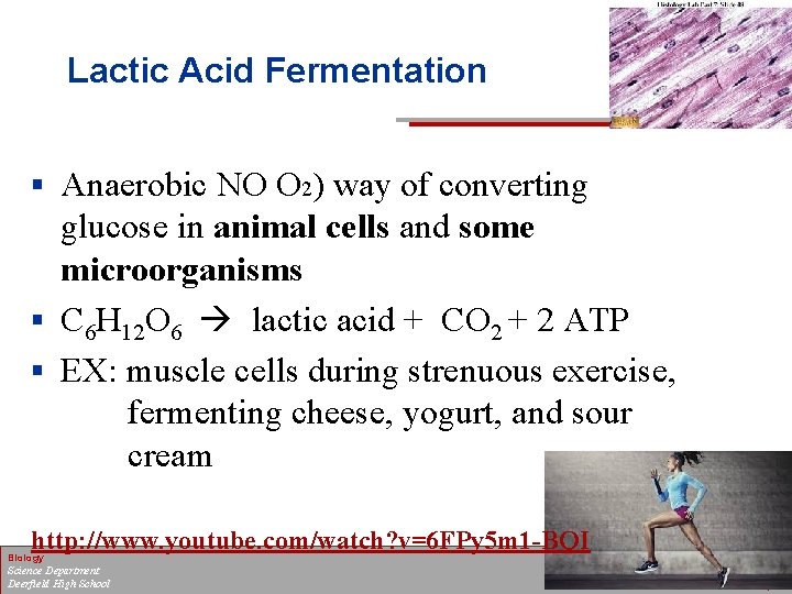Lactic Acid Fermentation § Anaerobic NO O 2) way of converting glucose in animal
