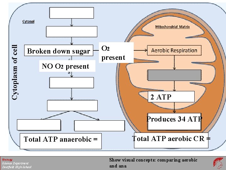 Cytoplasm of cell Broken down sugar O 2 present NO O 2 NO present