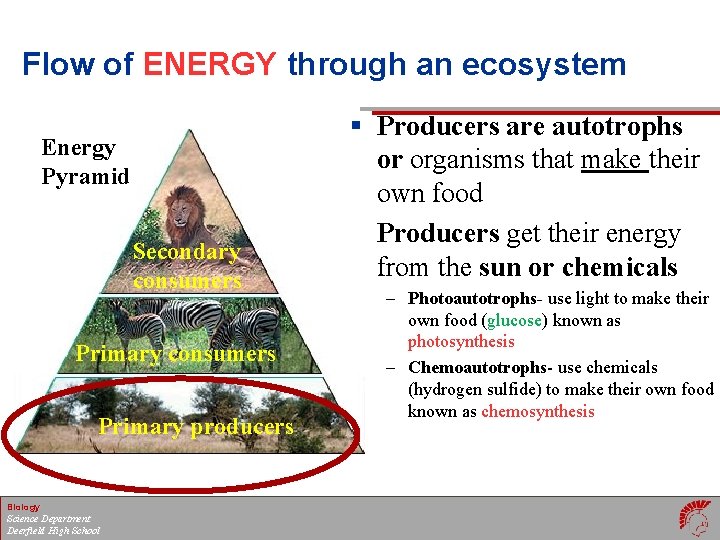 Flow of ENERGY through an ecosystem § Producers are autotrophs Energy Pyramid Secondary consumers