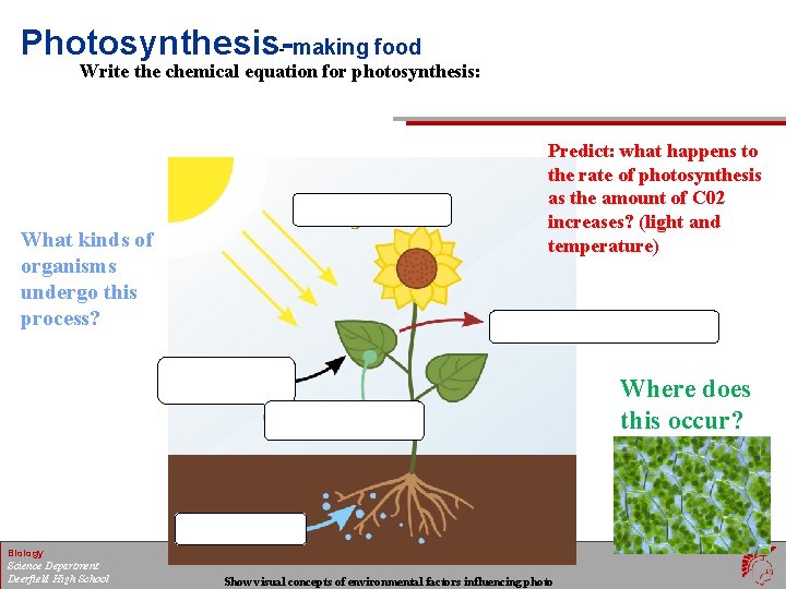 Photosynthesis-- making food Write the chemical equation for photosynthesis: Predict: what happens to the
