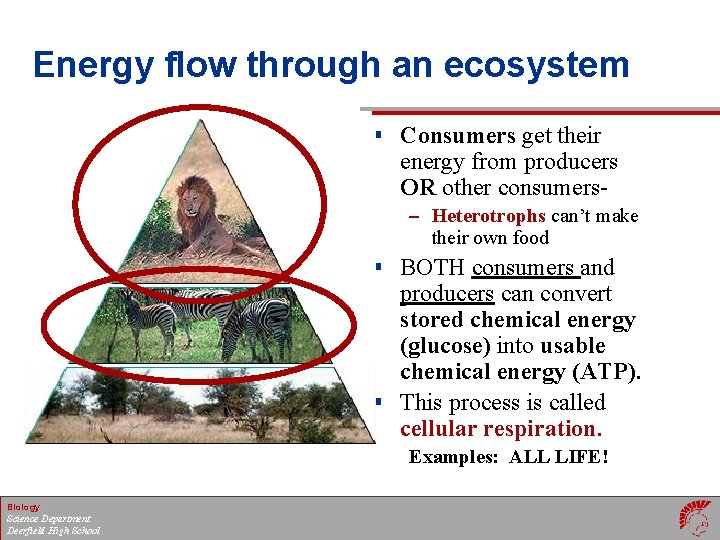 Energy flow through an ecosystem § Consumers get their energy from producers OR other