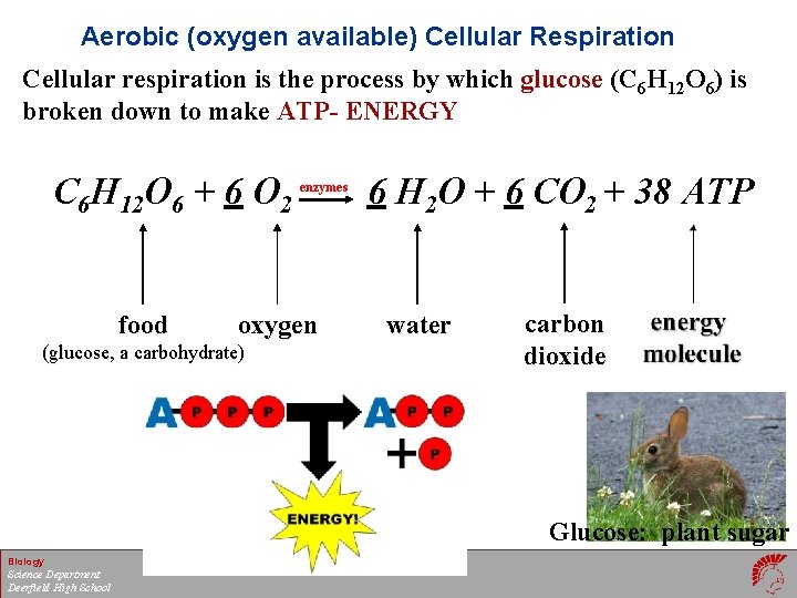 Aerobic (oxygen available) Cellular Respiration Cellular respiration is the process by which glucose (C