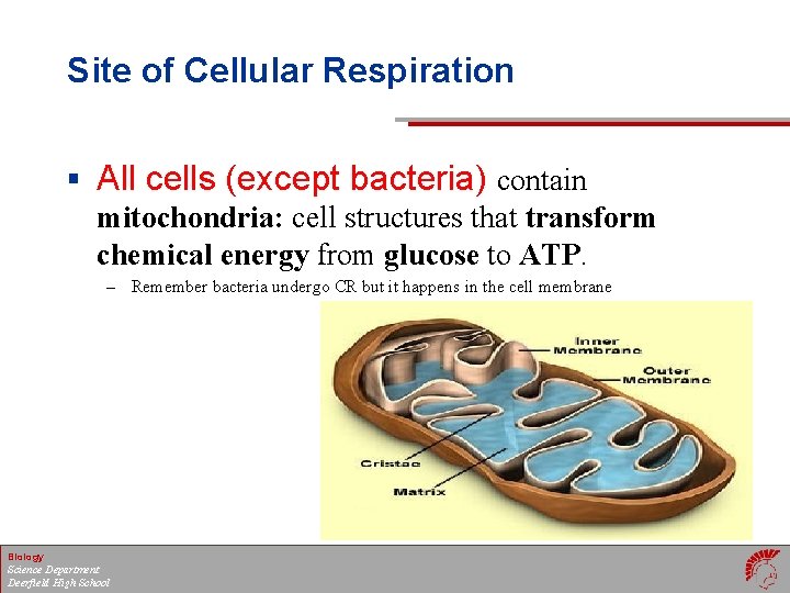 Site of Cellular Respiration § All cells (except bacteria) contain mitochondria: cell structures that