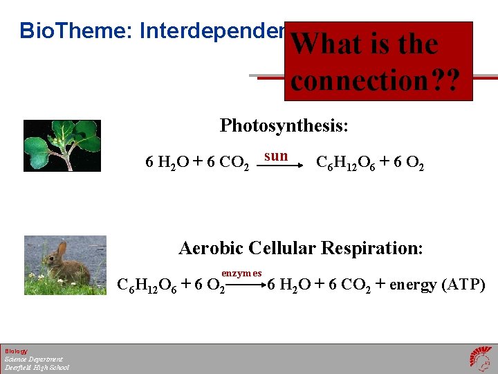 Bio. Theme: Interdependence! What is the connection? ? Photosynthesis: 6 H 2 O +