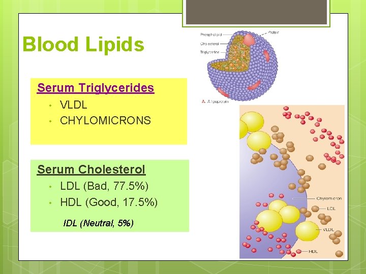 Blood Lipids Serum Triglycerides • • VLDL CHYLOMICRONS Serum Cholesterol • • LDL (Bad, Blood Lipids Serum Triglycerides • • VLDL CHYLOMICRONS Serum Cholesterol • • LDL (Bad,