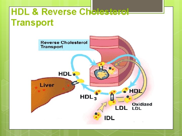 HDL & Reverse Cholesterol Transport HDL & Reverse Cholesterol Transport