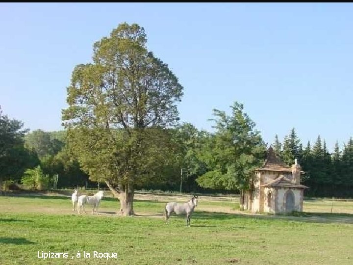 Lipizans , à la Roque 